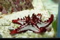 Protoreaster lincki (red-spined starfish), Aquarium